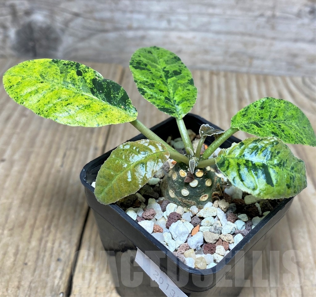 SHPR20130 Dorstenia foetida f. variegata – Bild 2