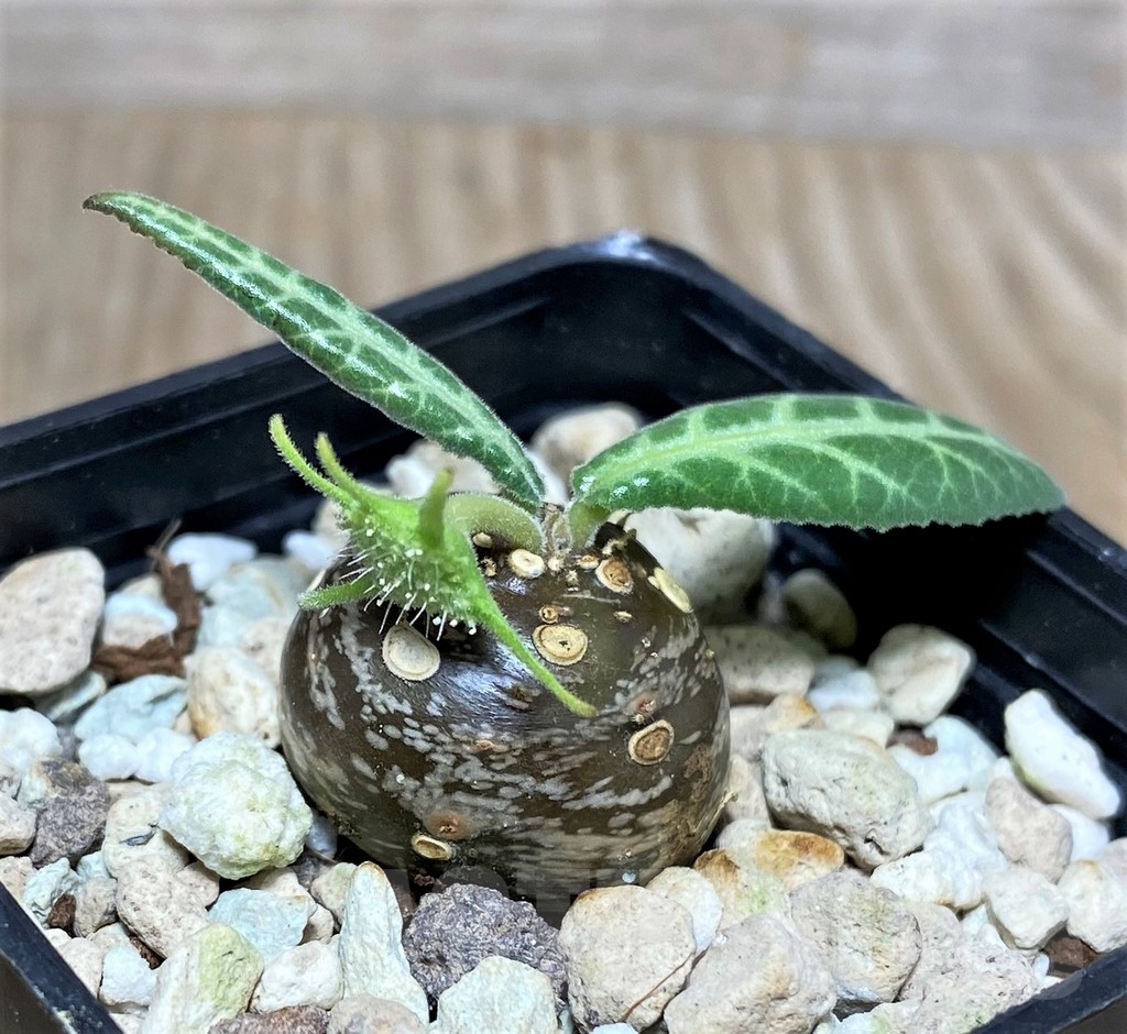 SHPR20135 Dorstenia lancifolia