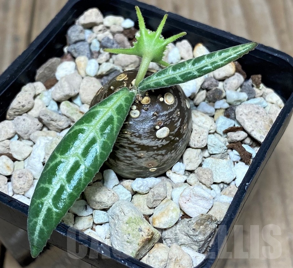 SHPR20135 Dorstenia lancifolia - immagine 2