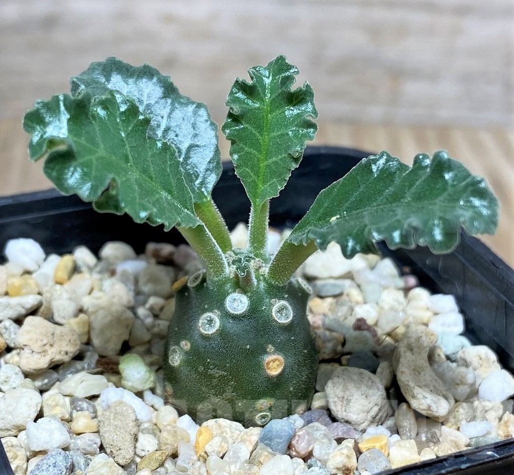 SHPR20136 Dorstenia lavrani - immagine 2