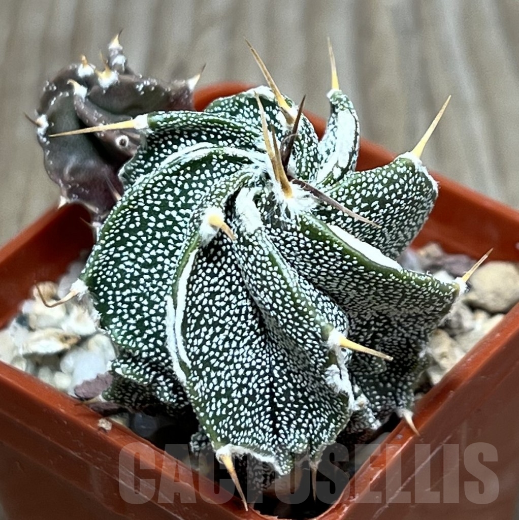 SHPR20142 Astrophytum ornatum v. niveum hybrid, 2 plants
