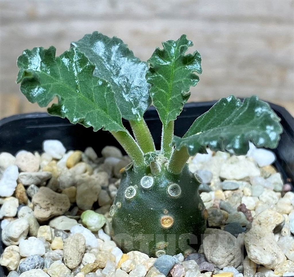 SHPR20136 Dorstenia lavrani