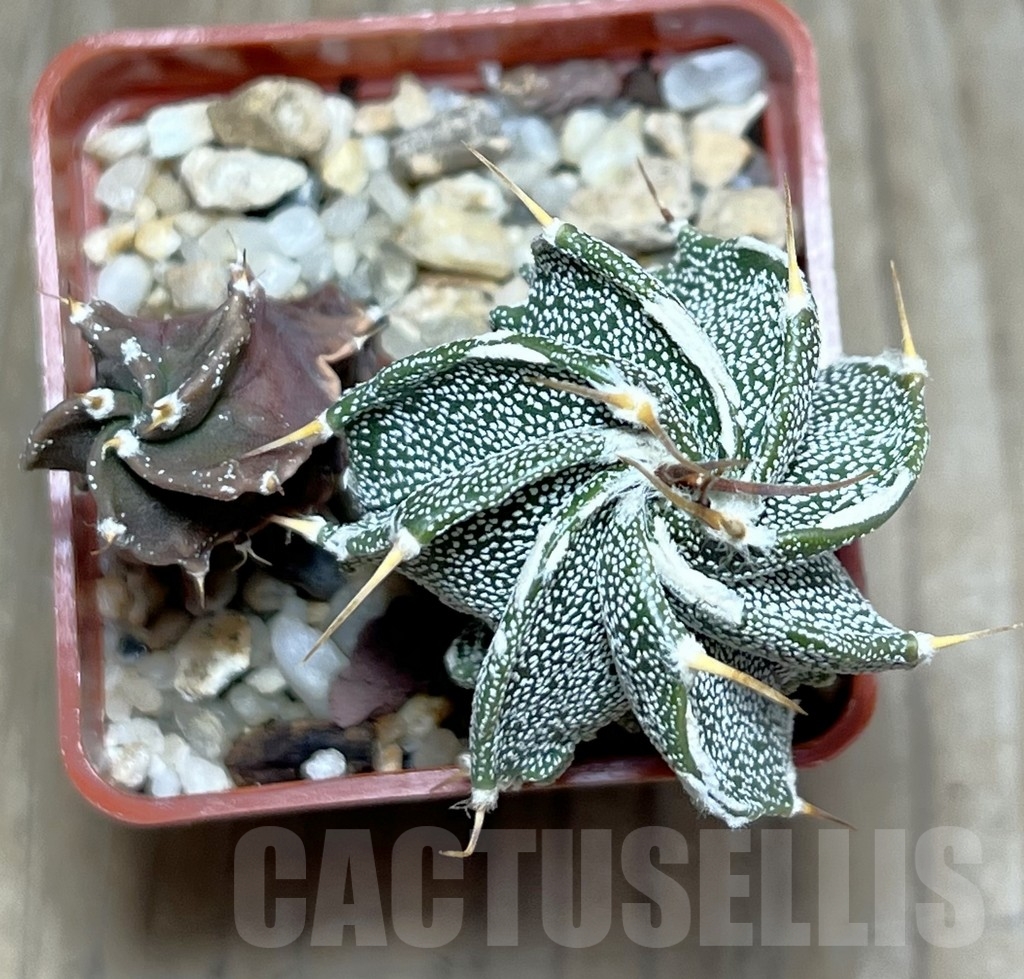 SHPR20142 Astrophytum ornatum v. niveum hybrid, 2 plants - immagine 2