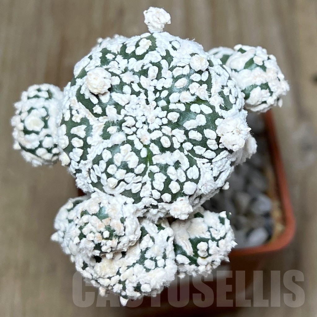 SHPR20152 Astrophytum asterias 'Super Kabuto Kikko' snow, grafting