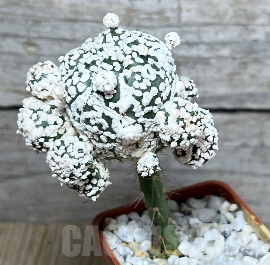 SHPR20152 Astrophytum asterias 'Super Kabuto Kikko' snow, grafting - immagine 2