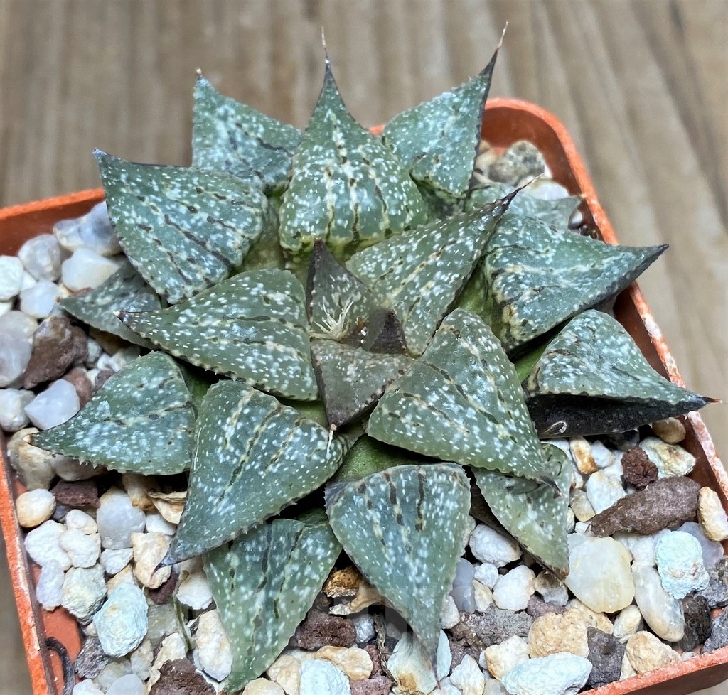 SHPR20198 Haworthia picta