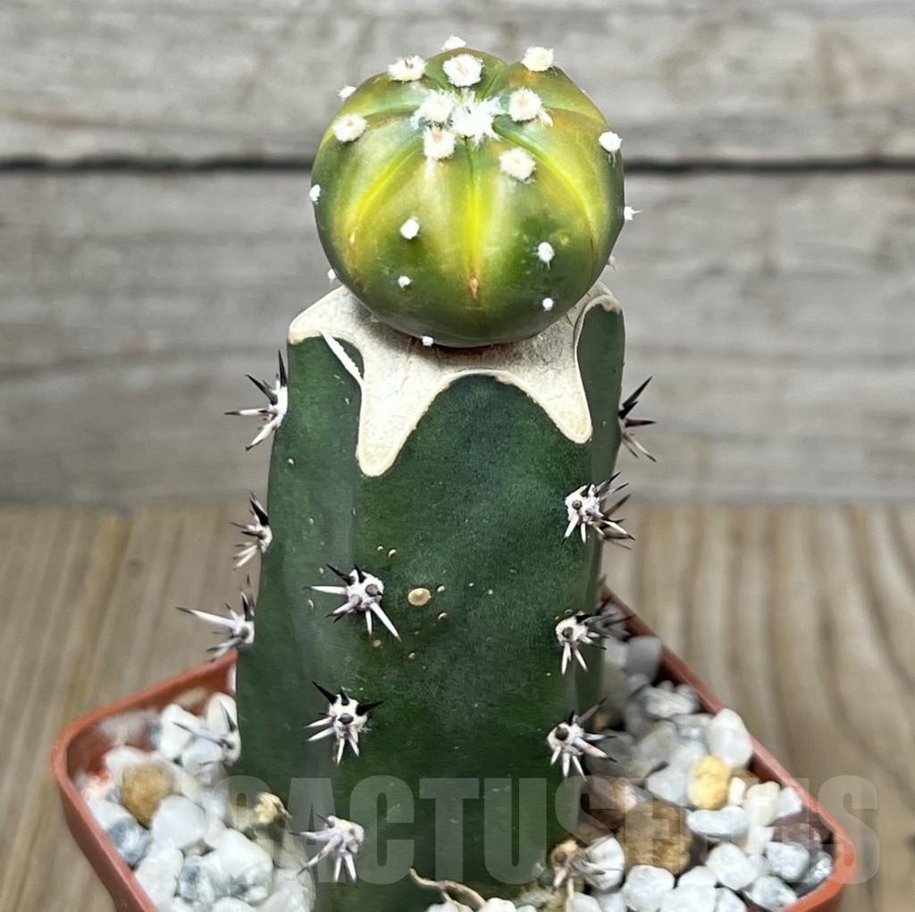 SHPR20157 Astrophytum asterias ‘Lime Green’, grafting – Image 2