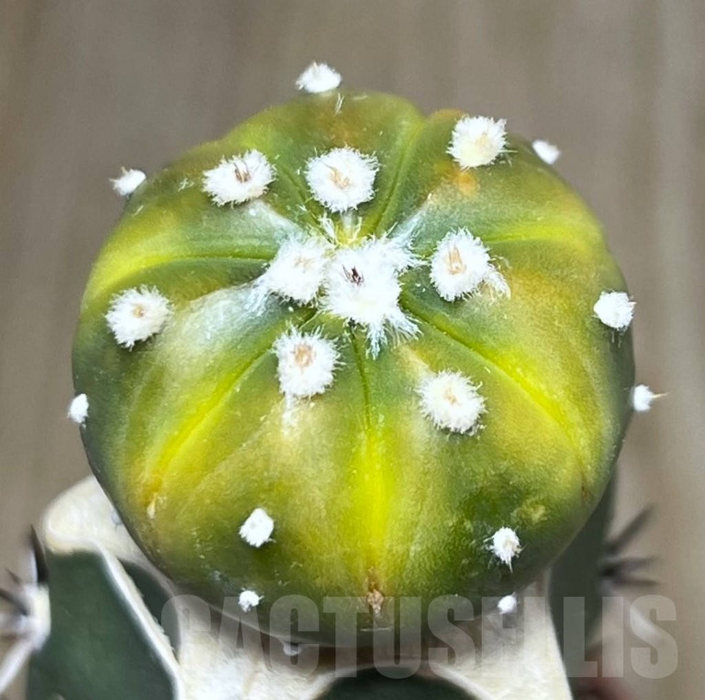 SHPR20157 Astrophytum asterias ‘Lime Green’, grafting