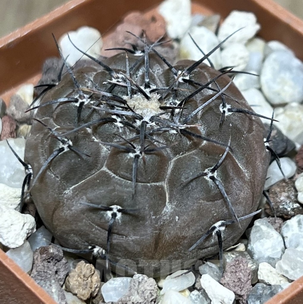 SHPR20170 Gymnocalycium esperanzae VG 1306