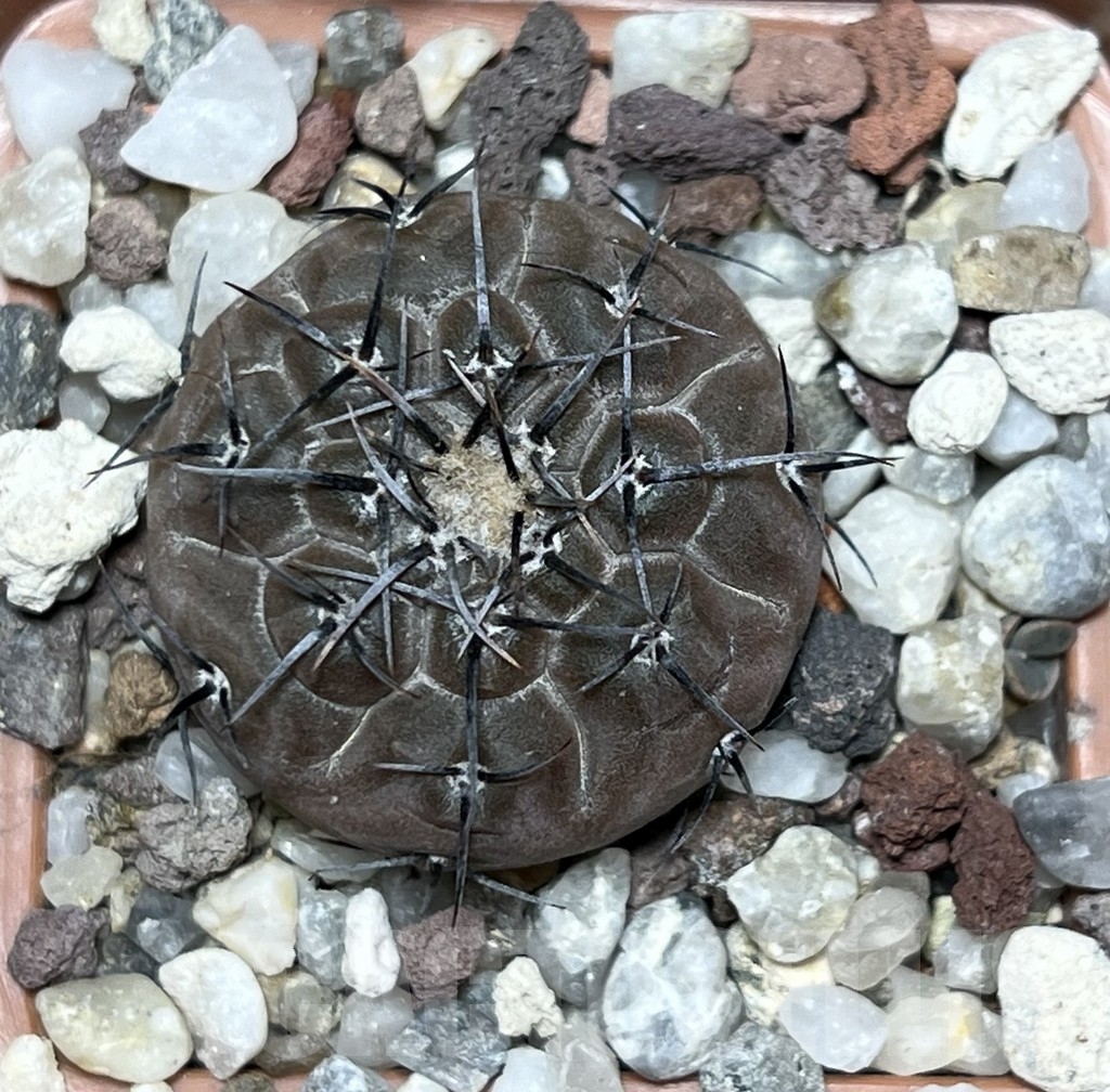 SHPR20170 Gymnocalycium esperanzae VG 1306 – Image 2