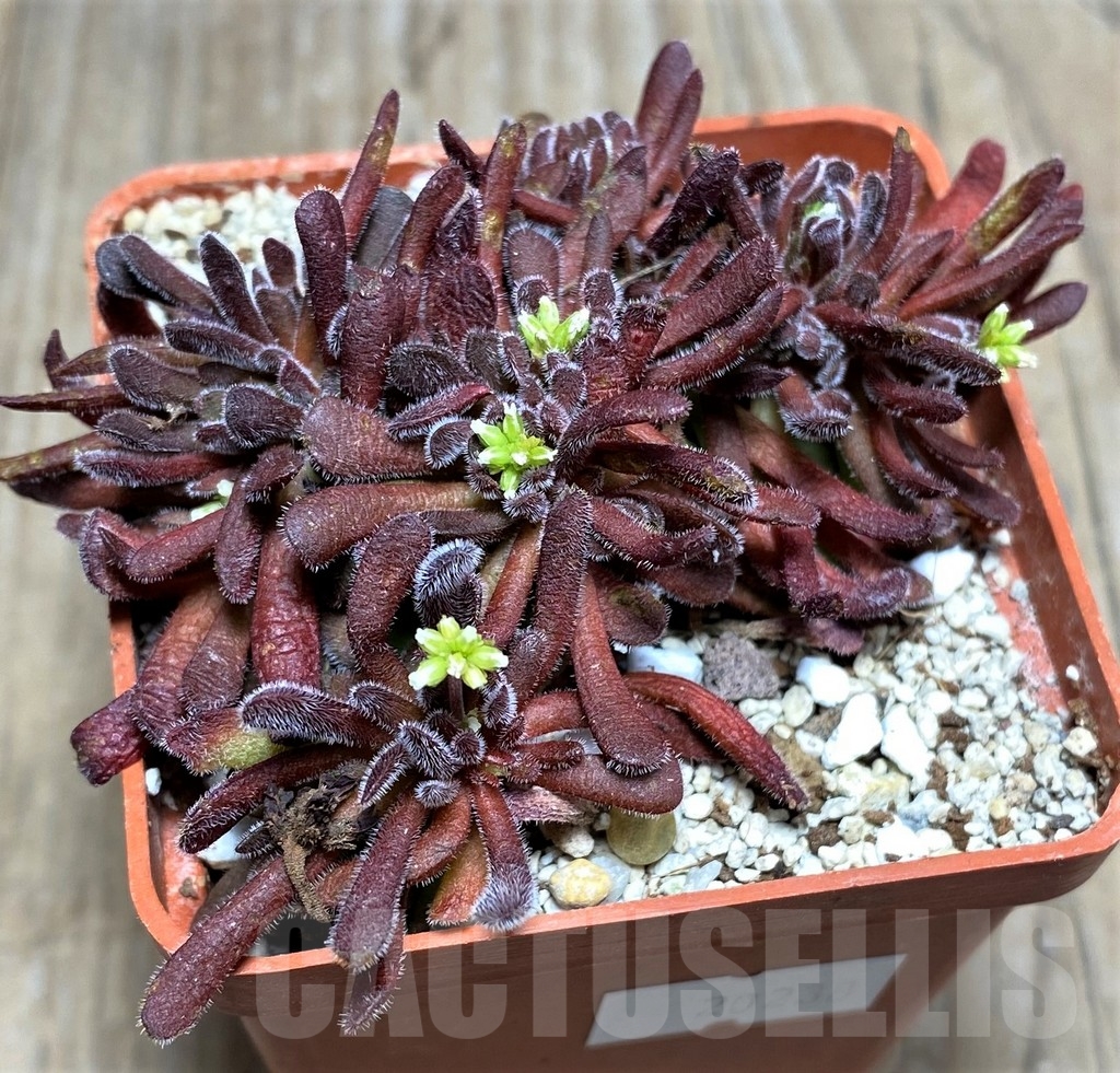 SHPR20238 Crassula pubescens
