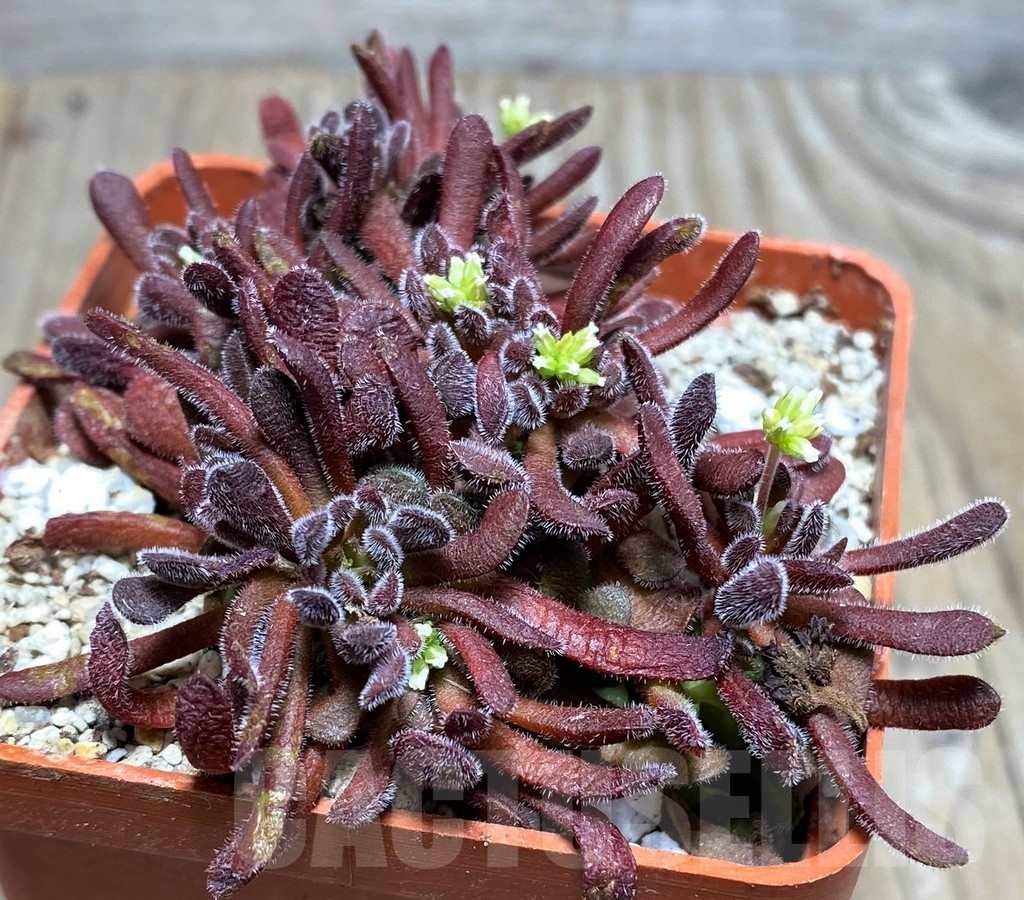 SHPR20238 Crassula pubescens - Image 2