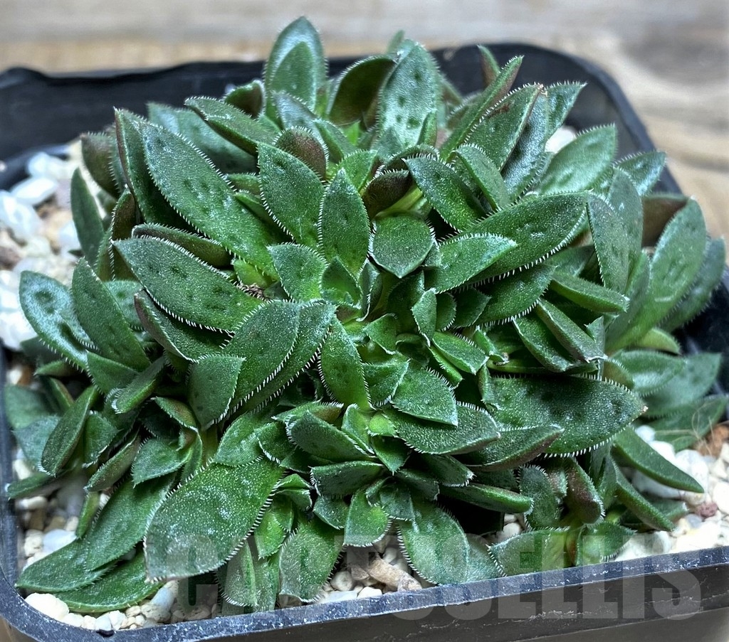 SHPR20239 Crassula picturata hybrid