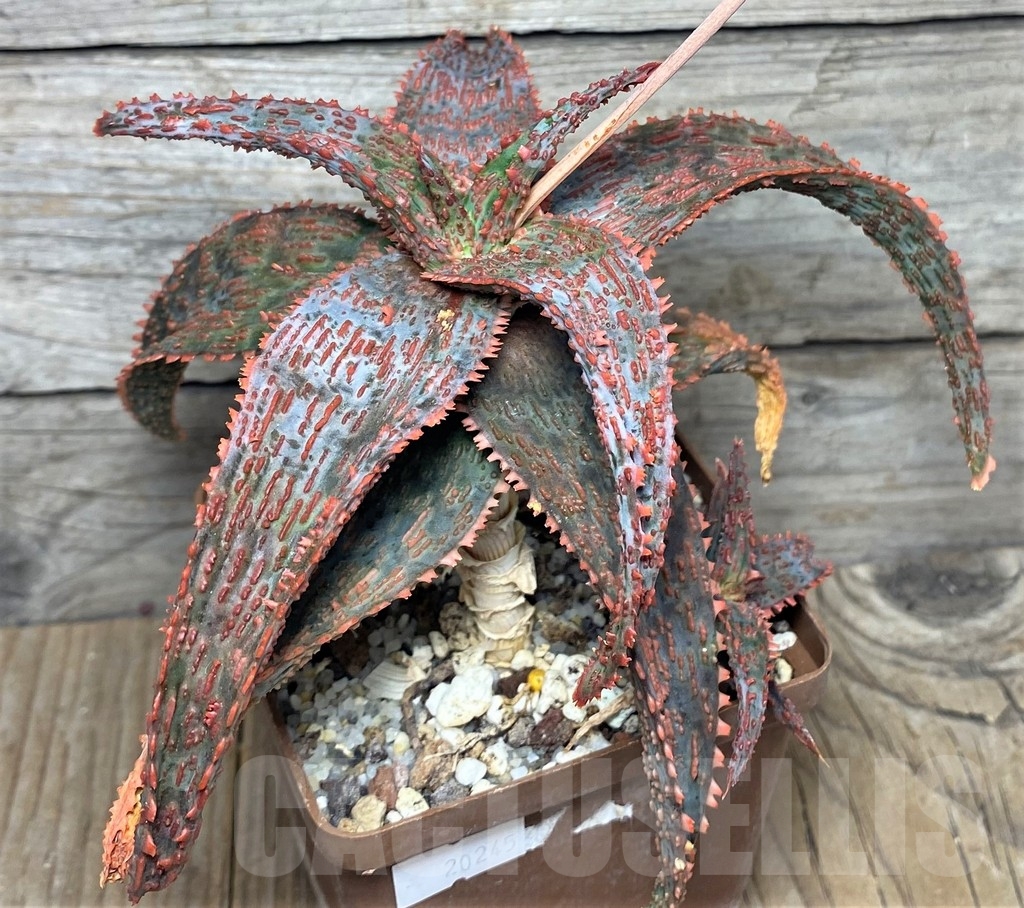 SHPR20245 Aloe hybrid - Image 2