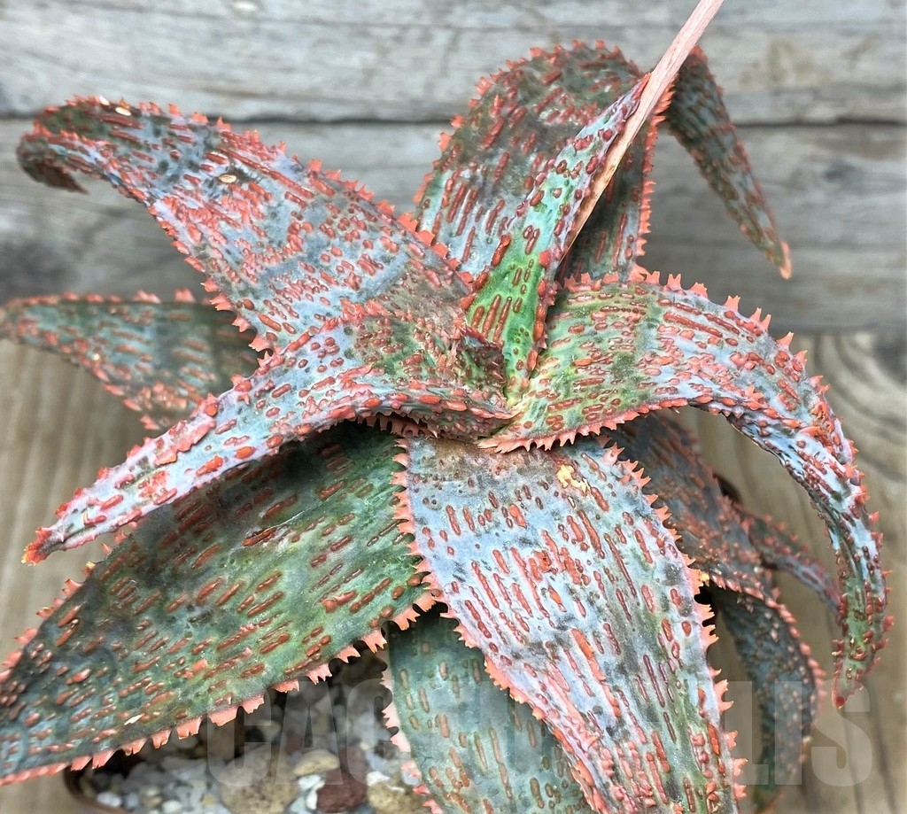 SHPR20245 Aloe hybrid