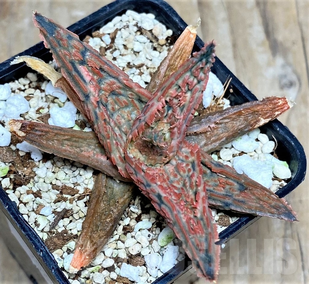 SHPR20246 Aloe TCT hybrid - Image 2