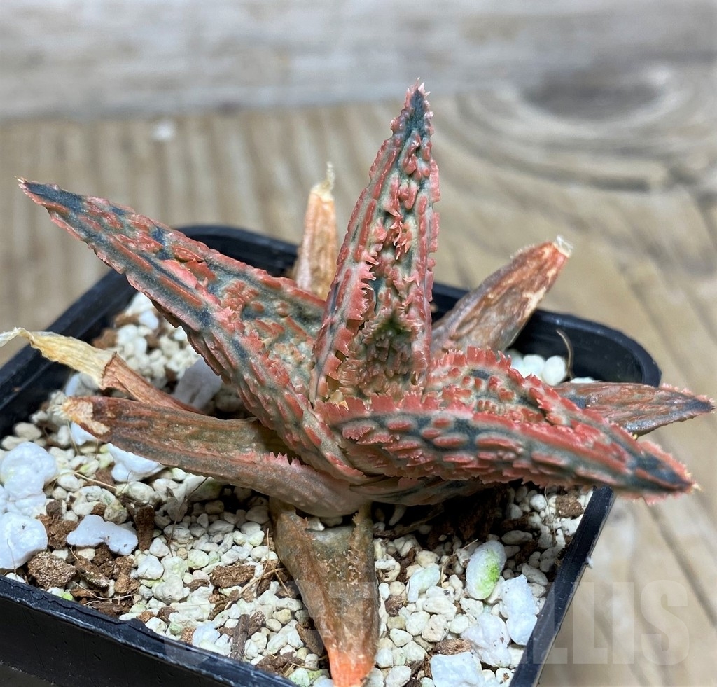 SHPR20246 Aloe TCT hybrid