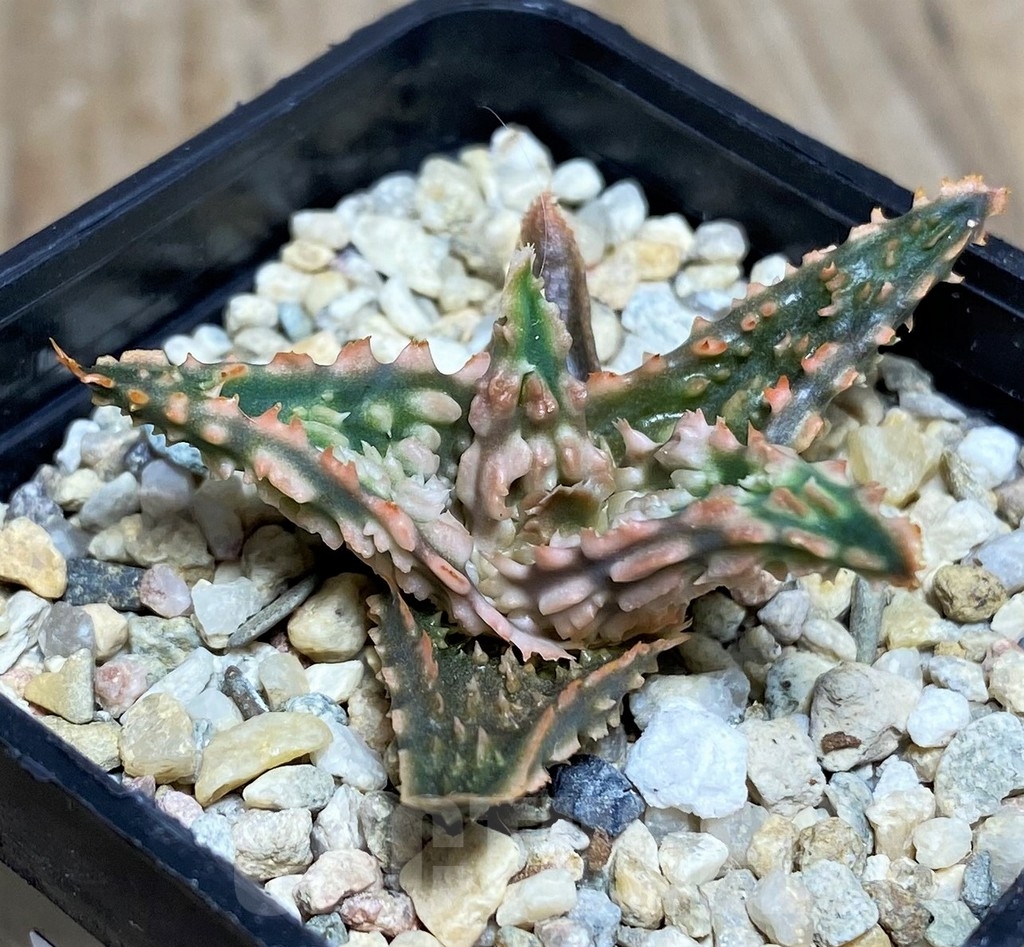 SHPR20247 Aloe TCT hybrid - Image 2