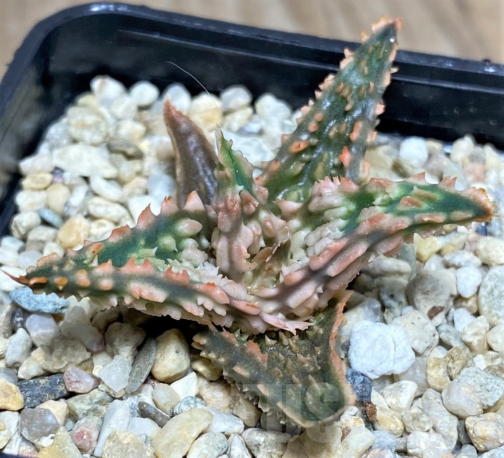 SHPR20247 Aloe TCT hybrid