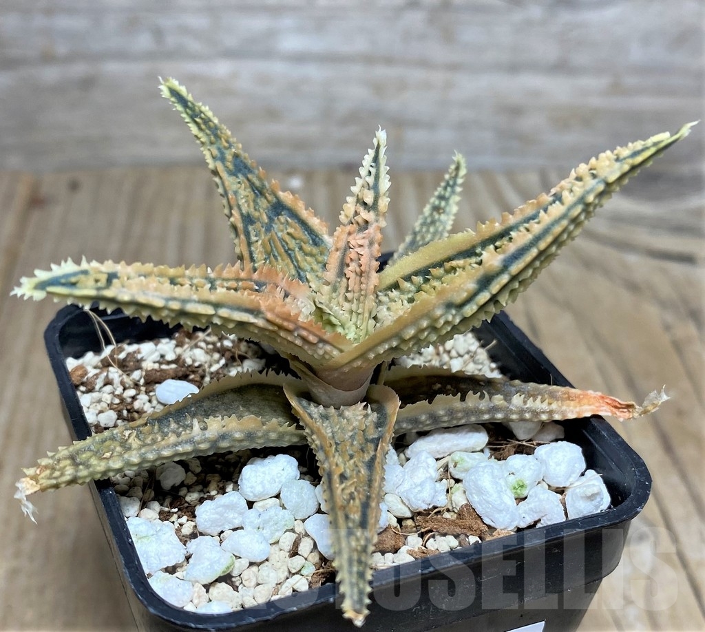 SHPR20248 Aloe TCT hybrid