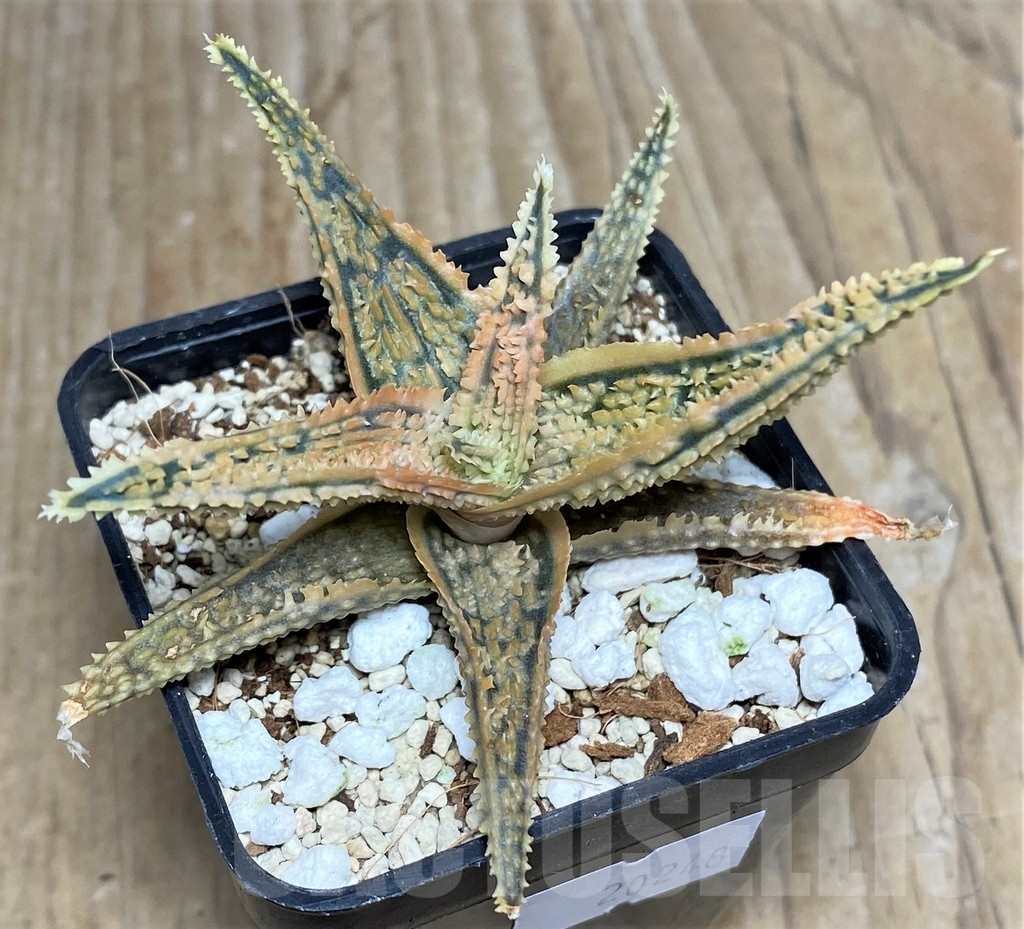 SHPR20248 Aloe TCT hybrid - Image 2