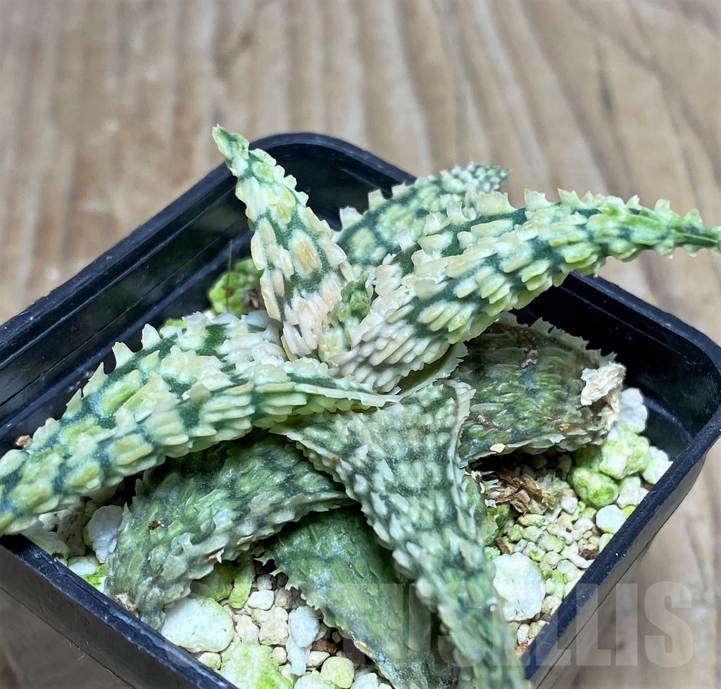 SHPR20249 Aloe TCT hybrid