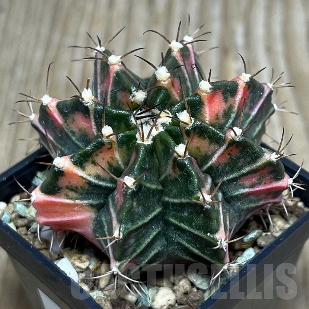 SHPR20267 Gymnocalycium mihanovichii f. variegata