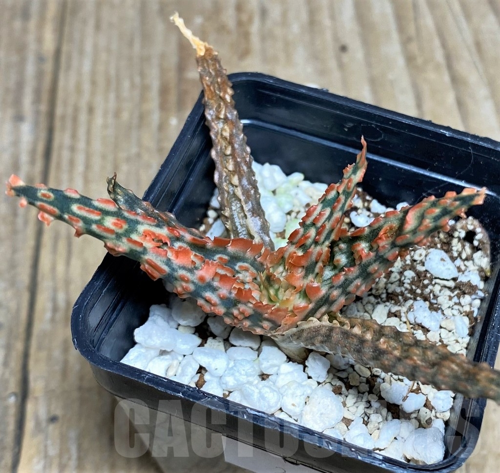 SHPR20250 Aloe TCT hybrid - Image 2