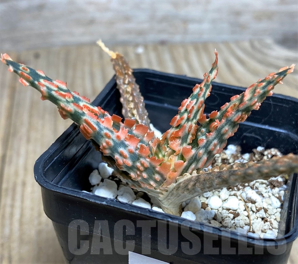 SHPR20250 Aloe TCT hybrid