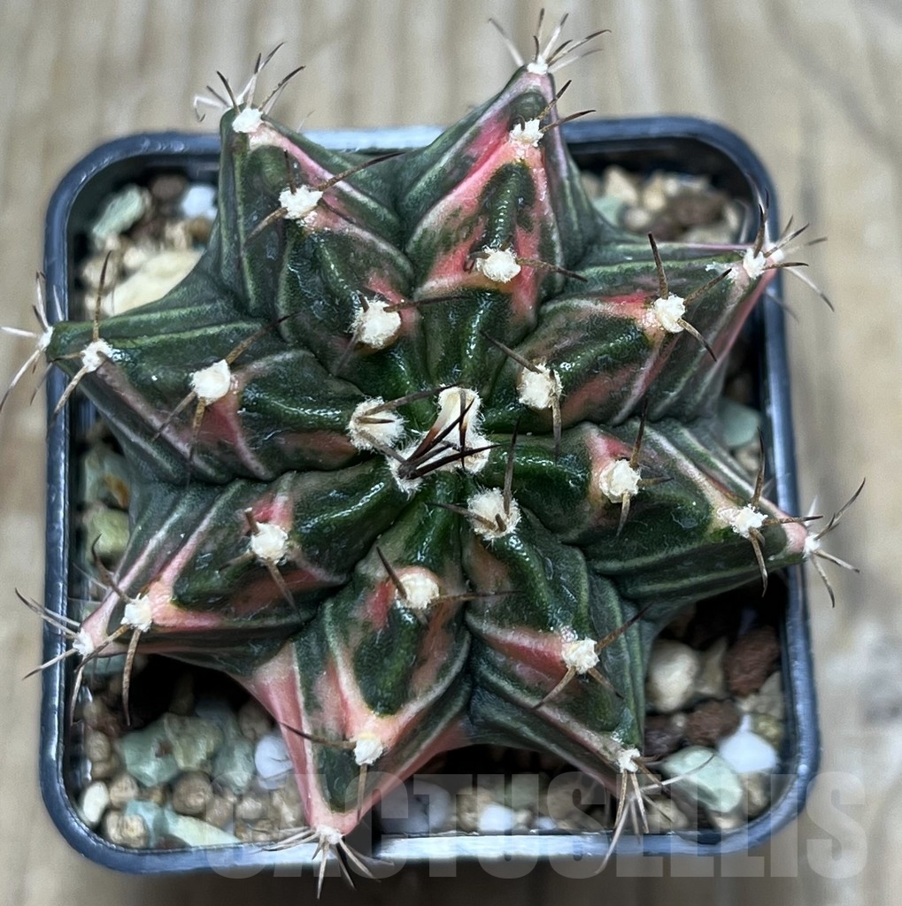 SHPR20267 Gymnocalycium mihanovichii f. variegata - Image 2