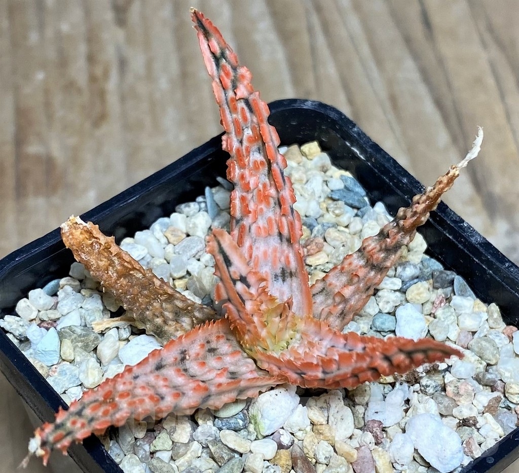 SHPR20256 Aloe TCT hybrid - Image 2
