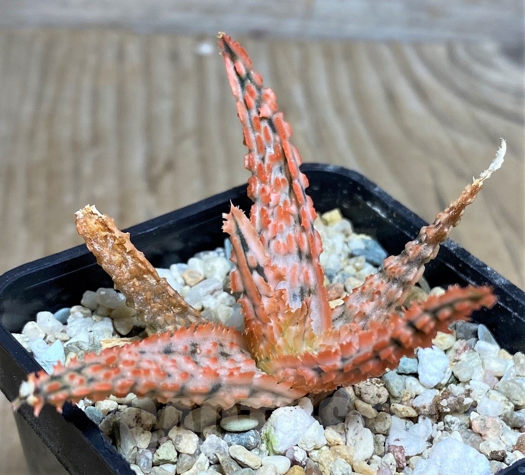 SHPR20256 Aloe TCT hybrid