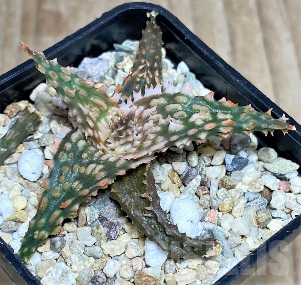 SHPR20258 Aloe TCT hybrid - Image 2