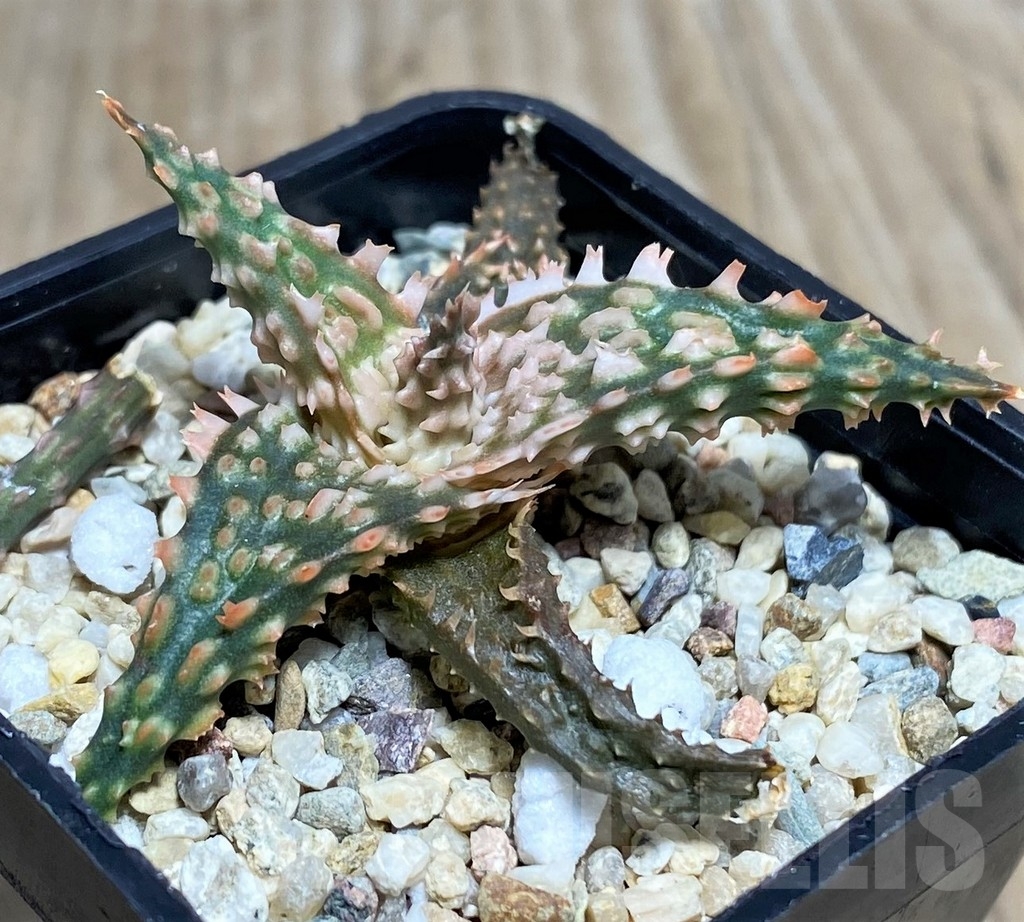 SHPR20258 Aloe TCT hybrid