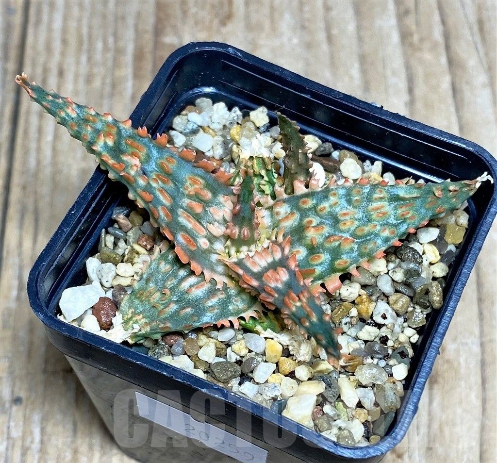 SHPR20259 Aloe TCT hybrid - Image 2