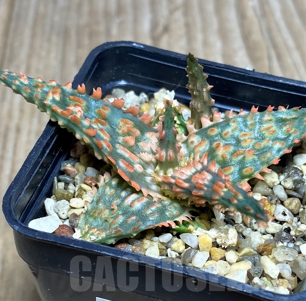 SHPR20259 Aloe TCT hybrid