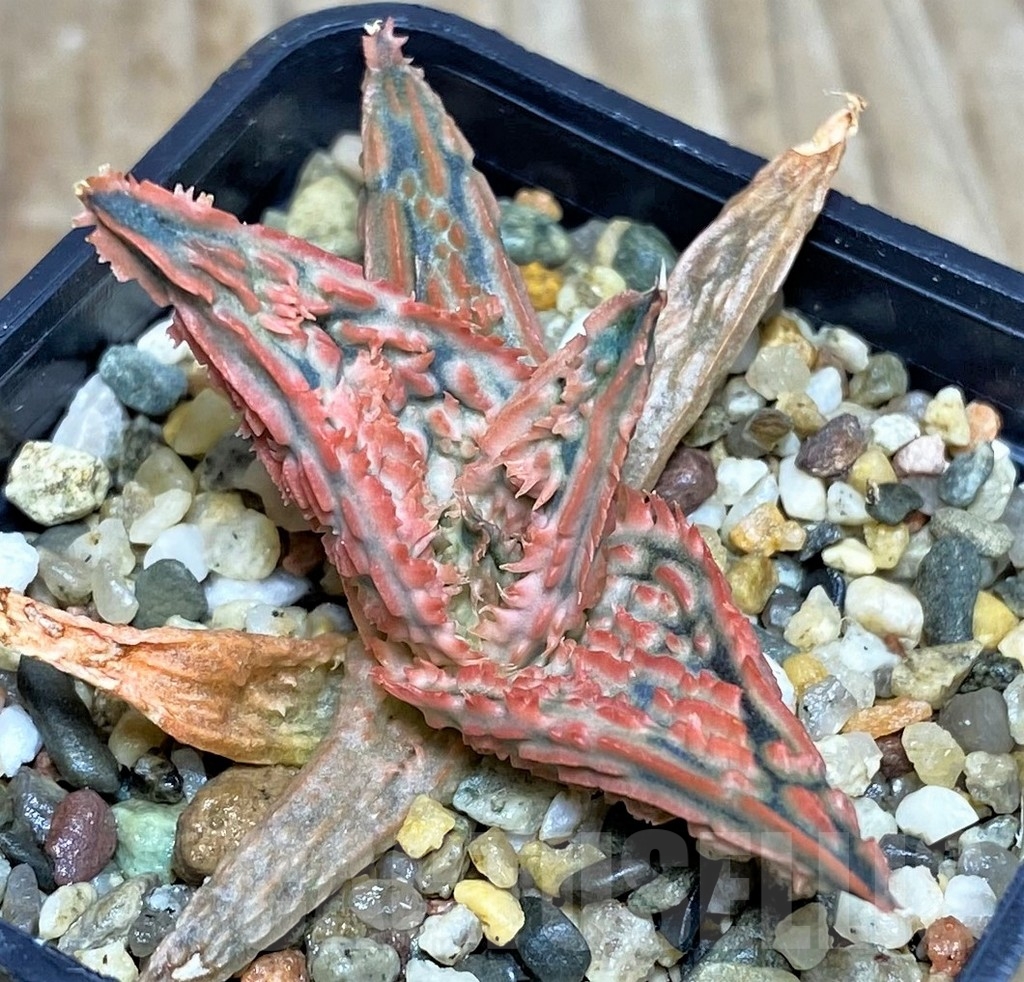 SHPR20262 Aloe TCT hybrid - Image 2