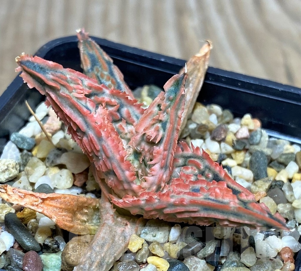 SHPR20262 Aloe TCT hybrid