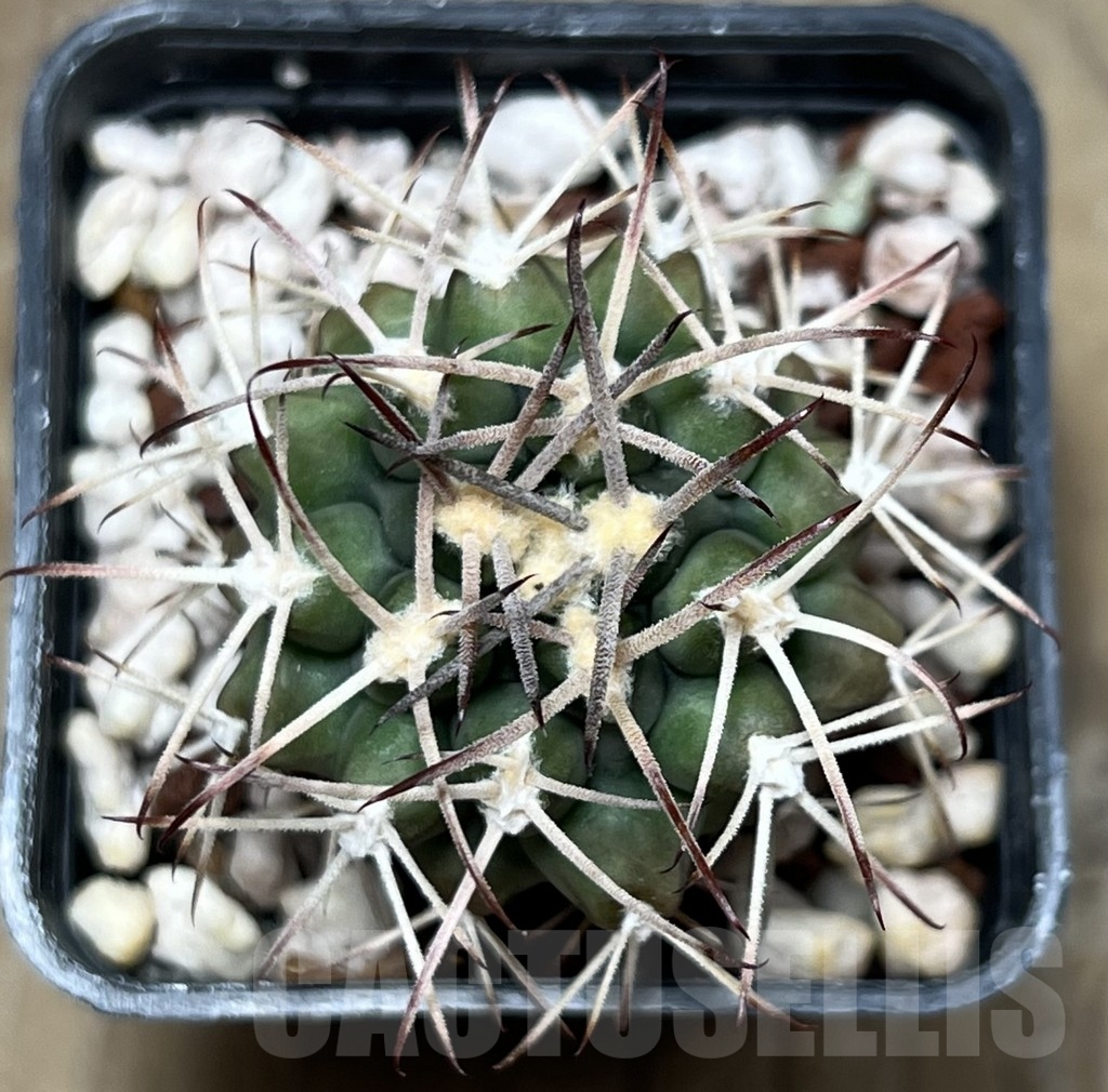 SHPR20276 Gymnocalycium schickendantzii P 179 - 画像 (2)