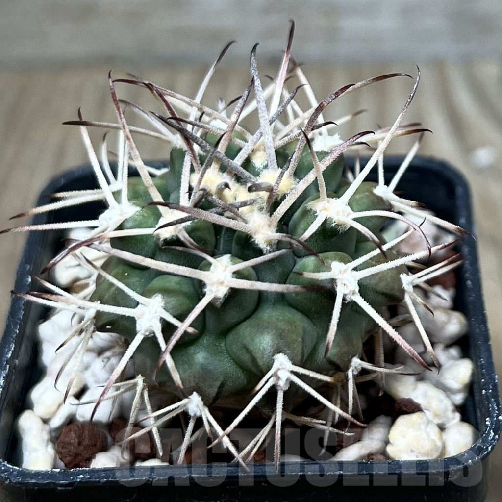 SHPR20276 Gymnocalycium schickendantzii P 179