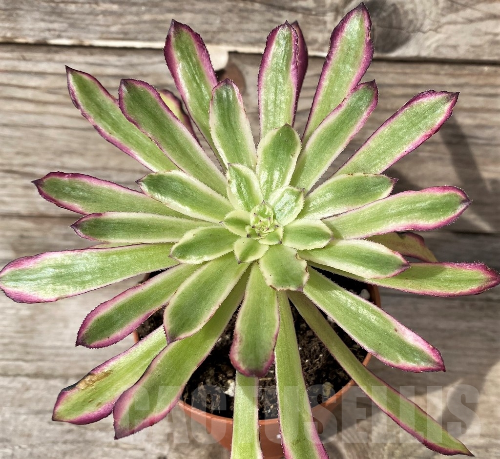 SHPR20266 Aeonium 'Mardi Gras'