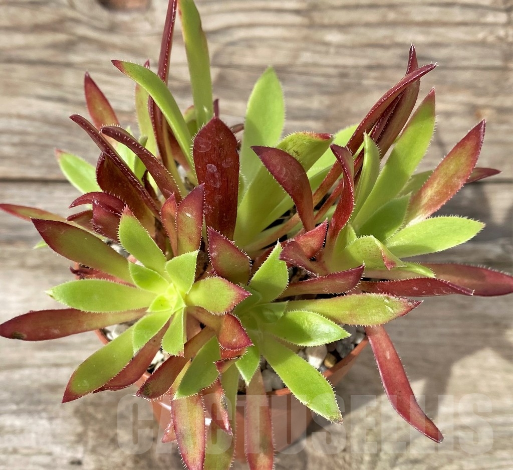 SHPR20267 Aeonium 'Phoenix Flame' - Image 2