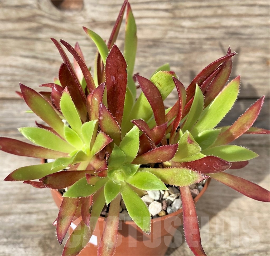 SHPR20267 Aeonium 'Phoenix Flame'