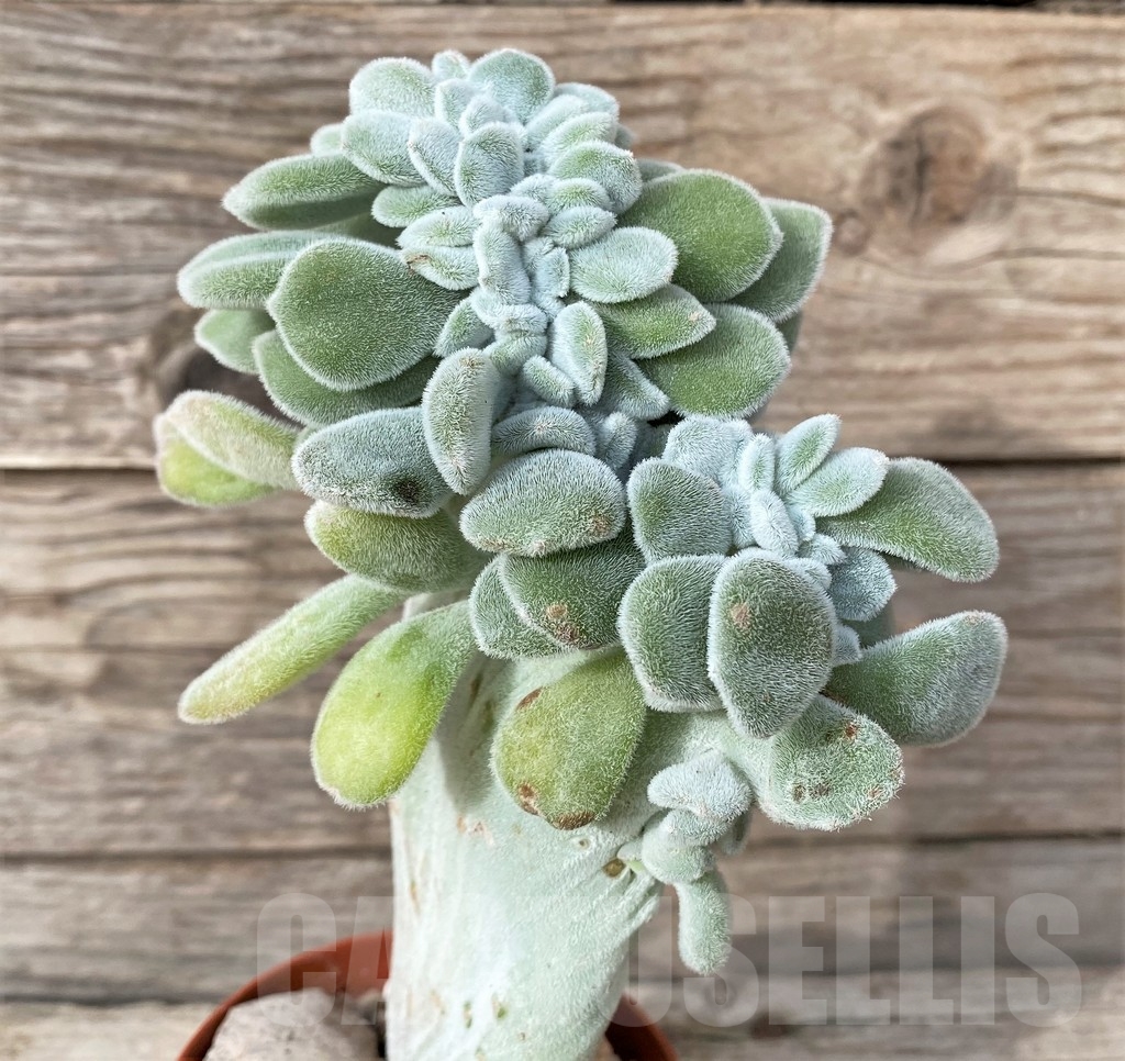 SHPR20270 Echeveria 'Frosty' f. cristata - Image 2