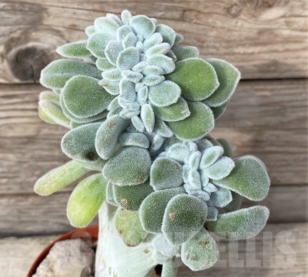 SHPR20270 Echeveria 'Frosty' f. cristata