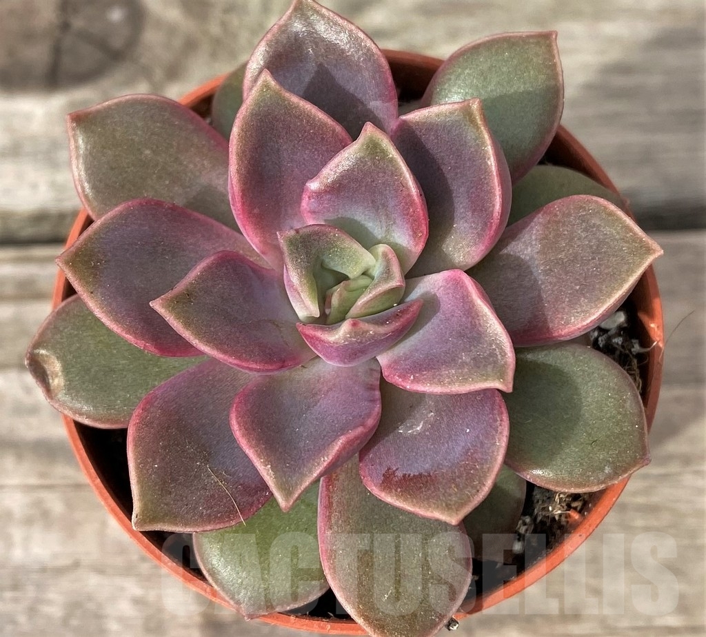 SHPR20271 Echeveria 'Mina' - Imagen 2