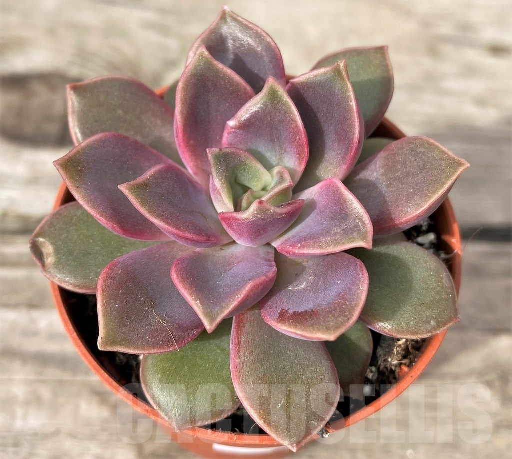SHPR20271 Echeveria 'Mina'