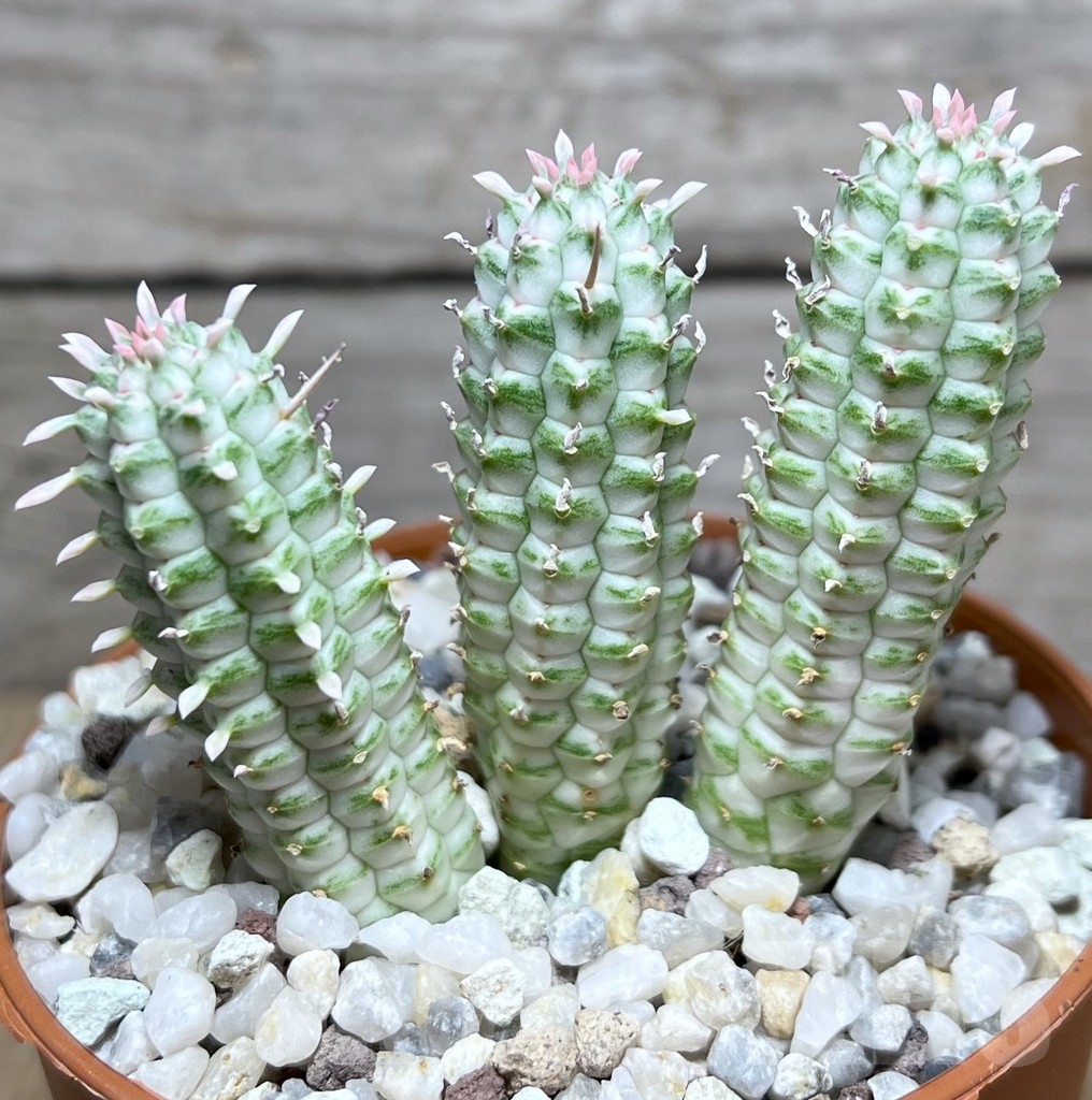 SL20299 Euphorbia mammillaris f. variegata - immagine 2