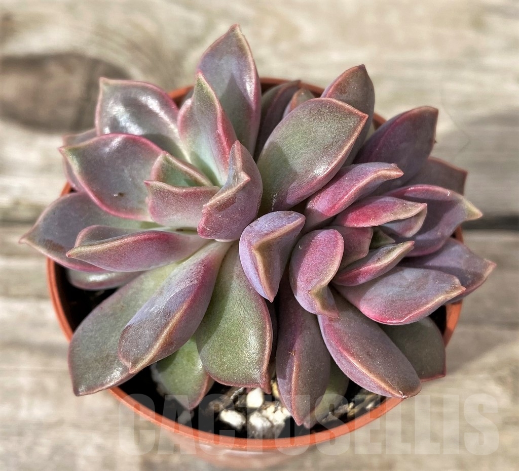SHPR20272 Echeveria 'Mina' - Image 2