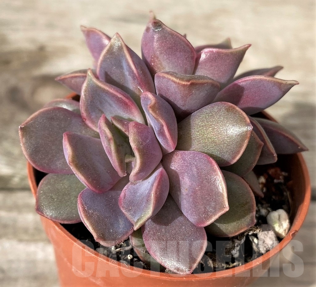 SHPR20272 Echeveria 'Mina'